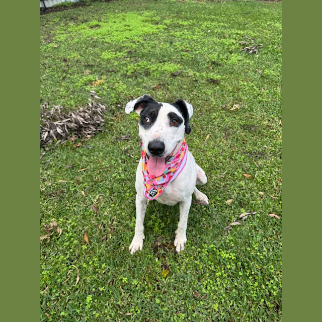 Photo of Bella *$150 Adoption Fee*