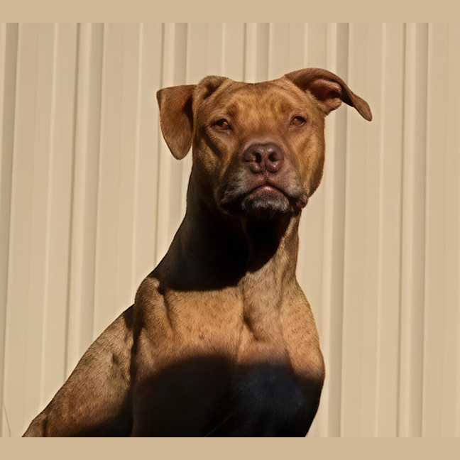 Photo of Boof   4 Year Old Staffy X
