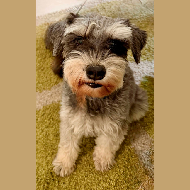 Photo of Oscar