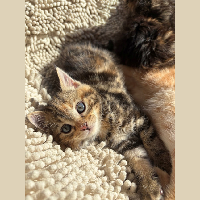 Photo of Dottie