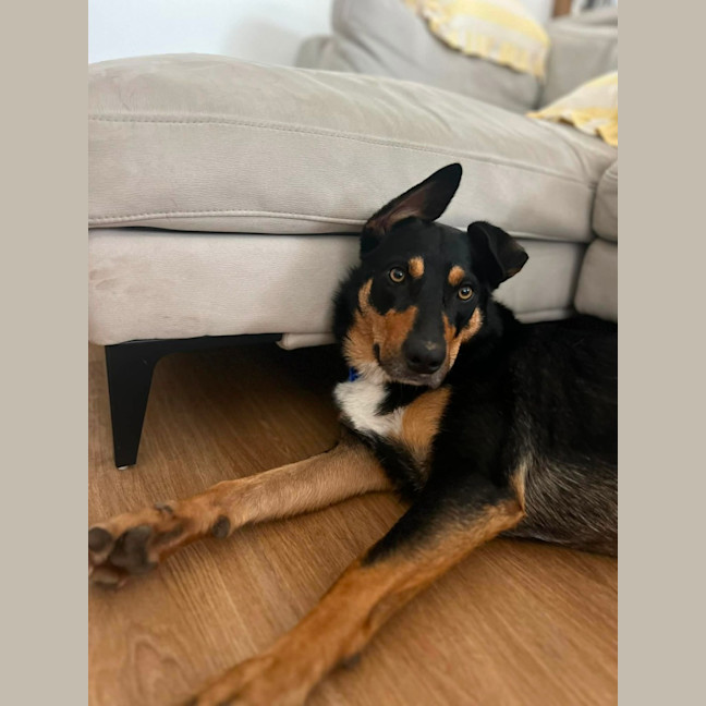 Photo of Draco   3 Year Old Kelpie X Koolie