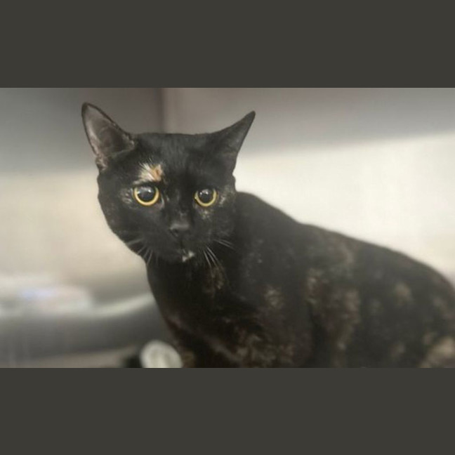 Photo of Amelia