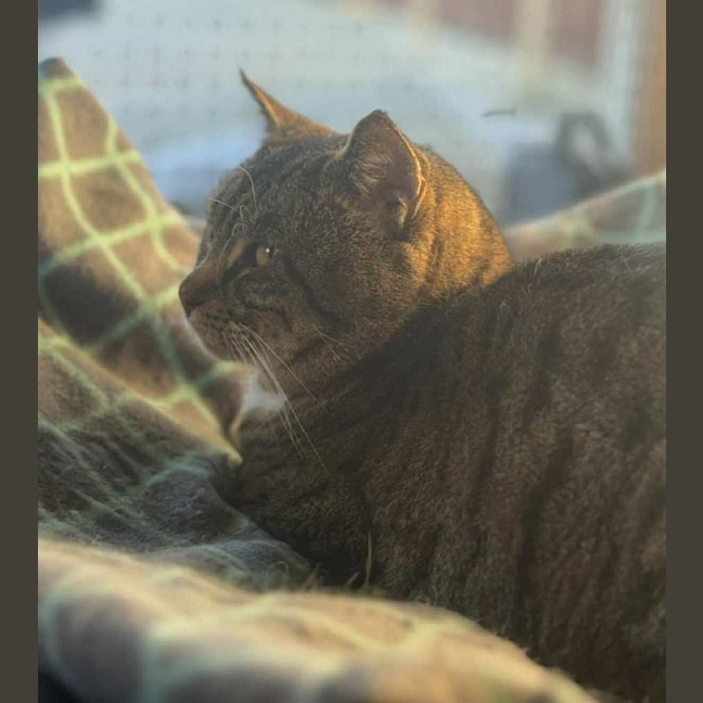 Photo of Shelby