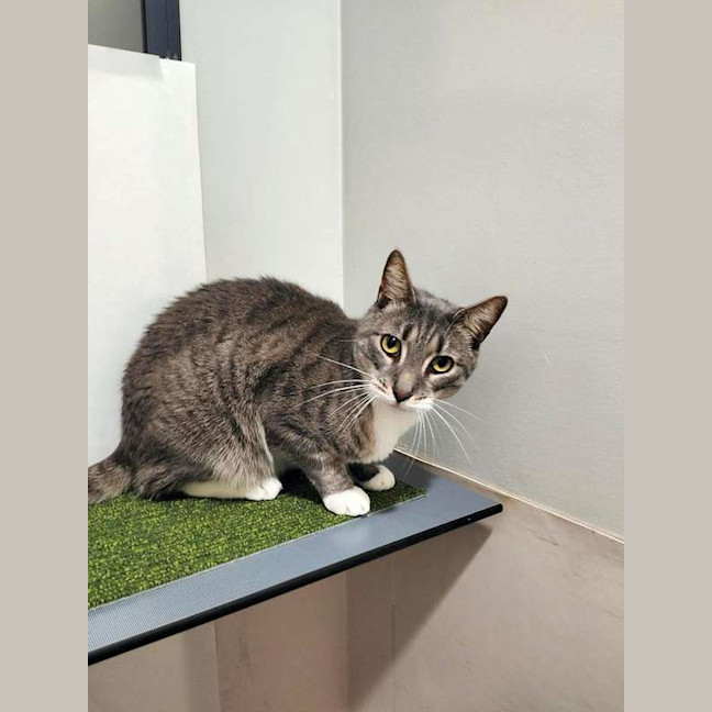 Photo of Grey