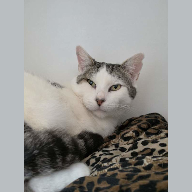 Photo of Theodore