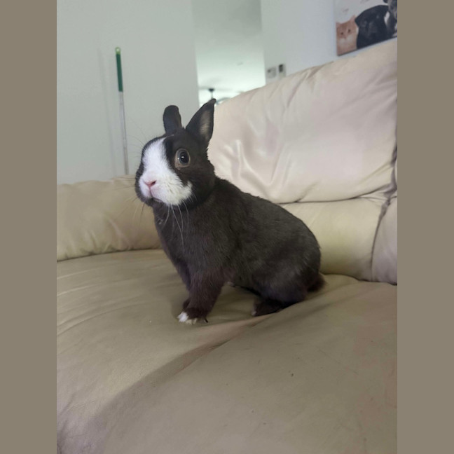 Photo of Biscoff / Biscuit