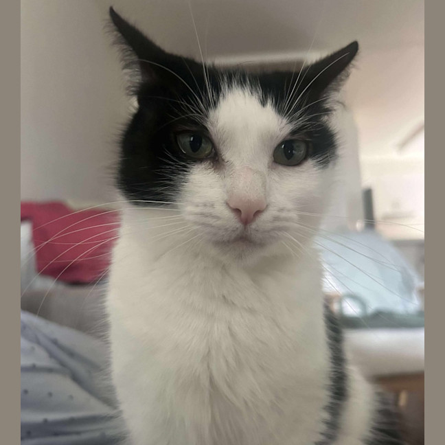 Photo of Helen* 9 Lives Project Rescue*