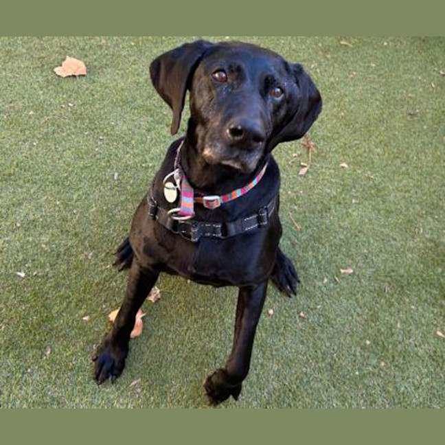 Photo of Olive