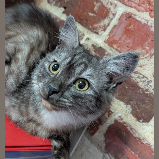 Photo of Indy