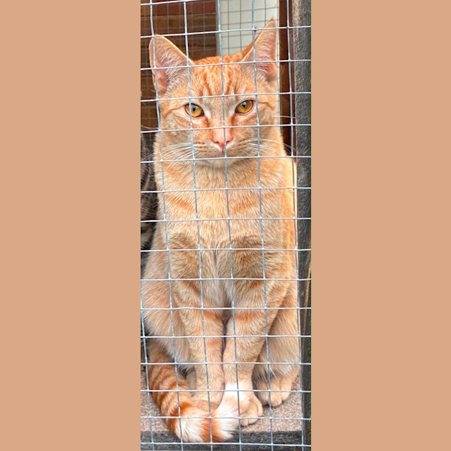 Photo of Arlo