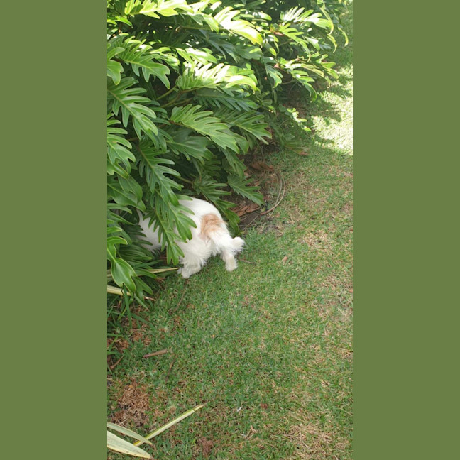 Photo of Archie