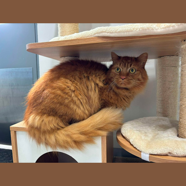 Photo of 🧡 Barney 5588 🧡