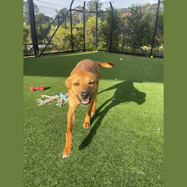 Photo of Peach Imp 1711