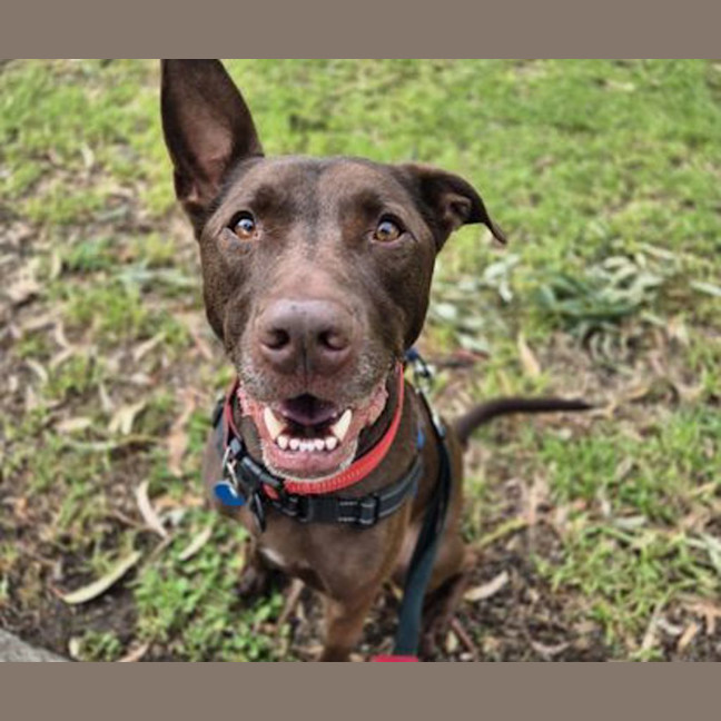 Photo of Apollo