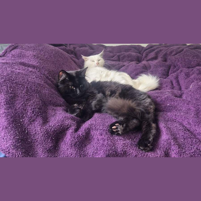 Photo of Silky* 9 Lives Project Rescue*