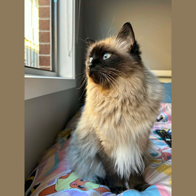 Photo of Bella