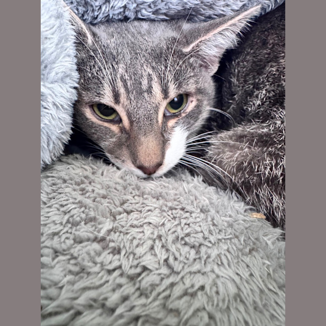Photo of Binx