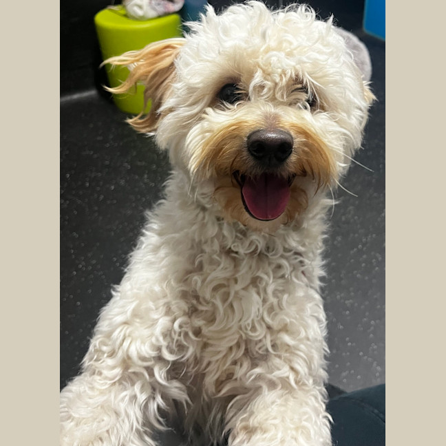 Photo of Nuggy