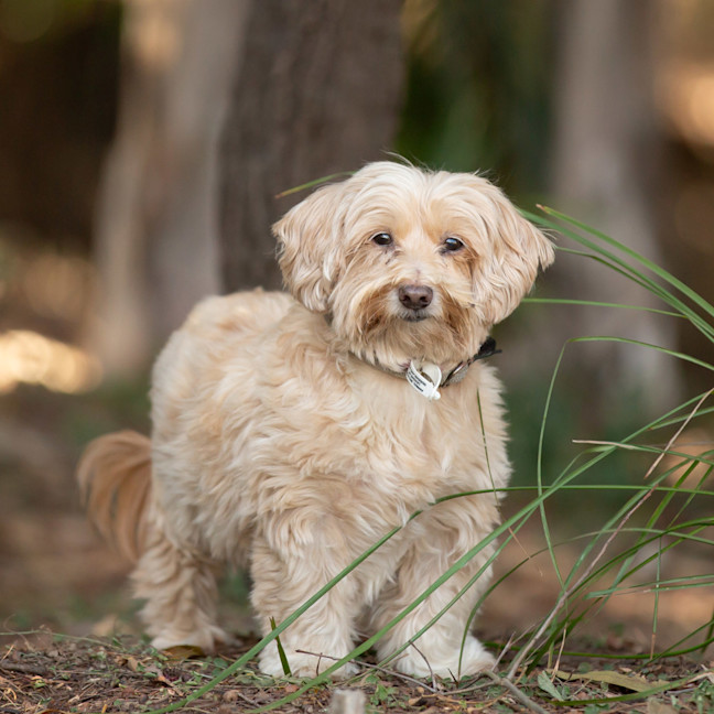 Photo of Rosie
