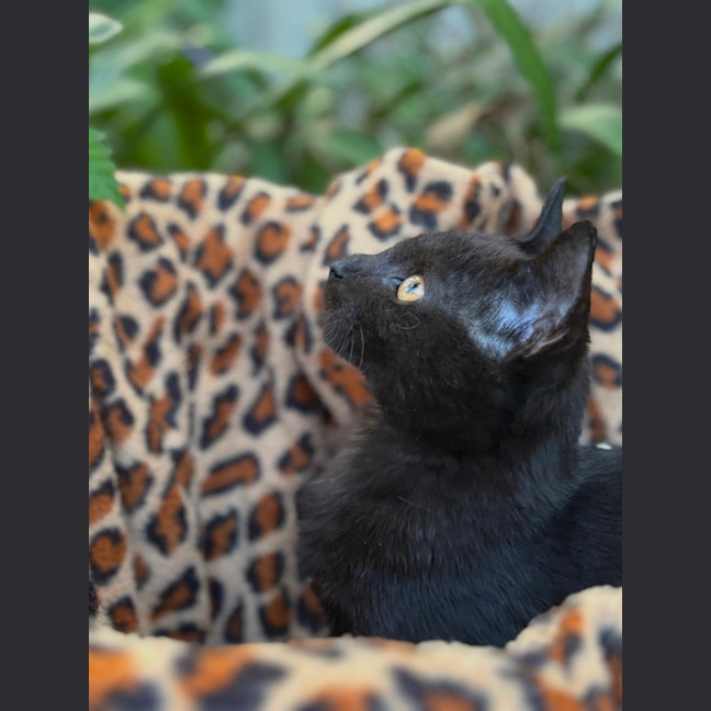 Photo of Axel 🥰🐾💙