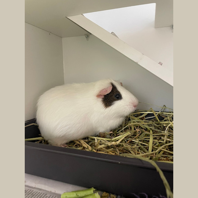 Photo of Oreo (Bonded To Sparky)