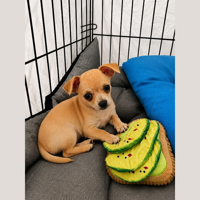 Photo of Milo