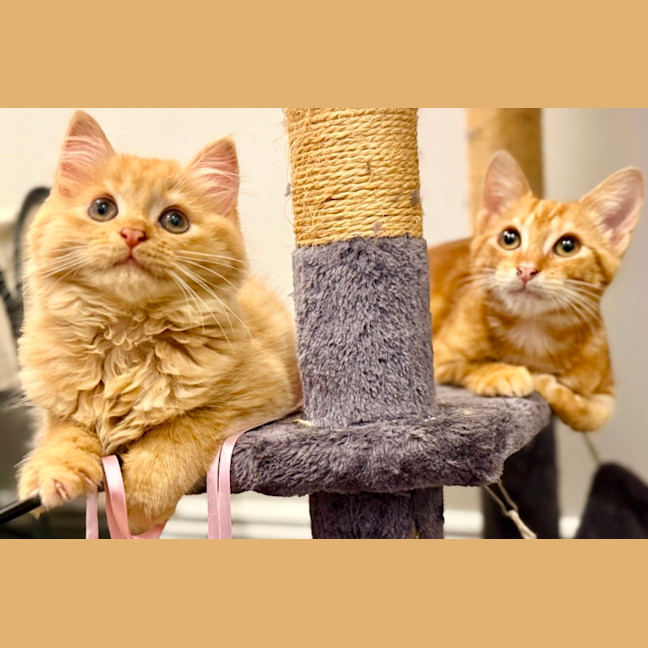 Photo of Kayak & Canoe