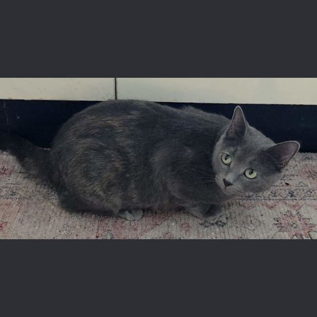 Photo of Pearl
