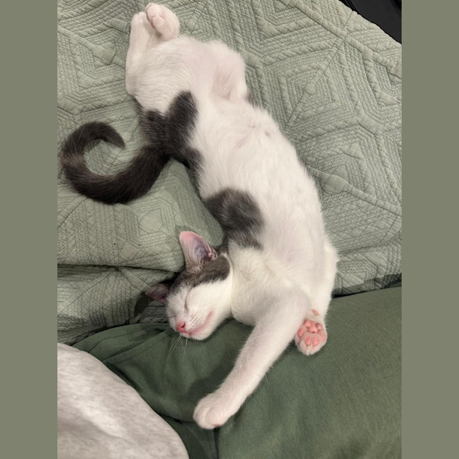 Photo of Bix 