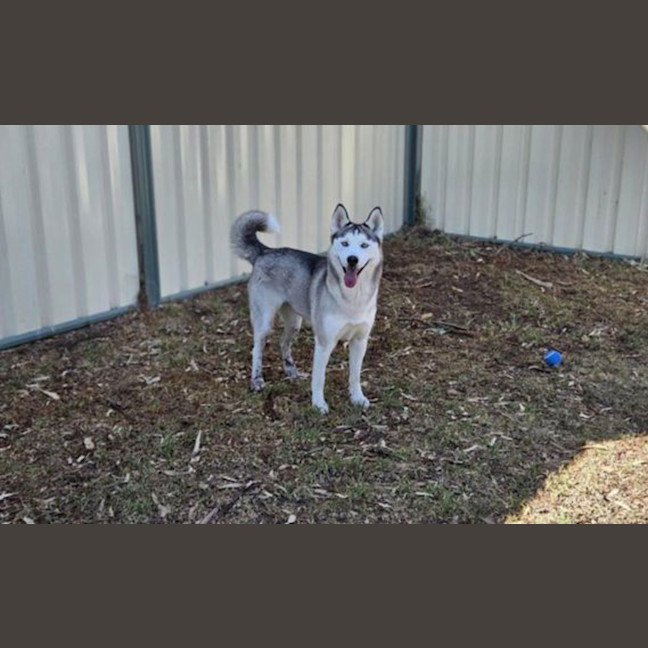 Photo of Klaus
