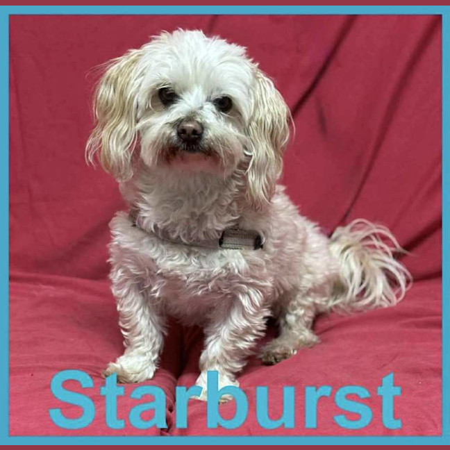 Photo of Starburst And Barney