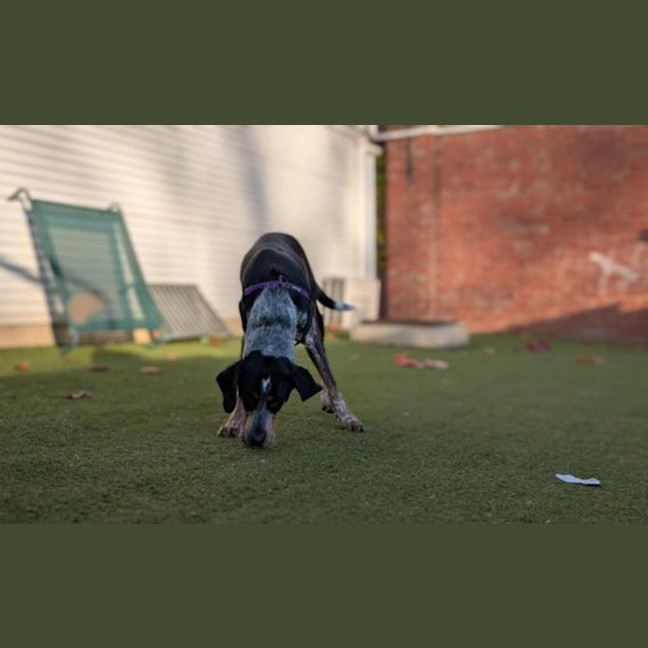 Photo of Banjo