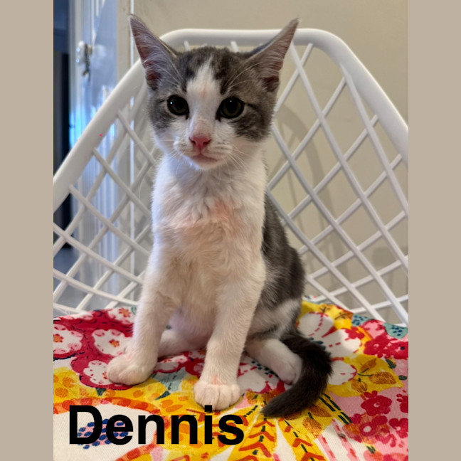 Photo of Dennis, Pablo, Picasso And Henry Ii