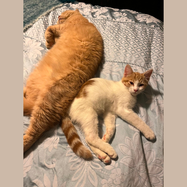 Photo of Nugget