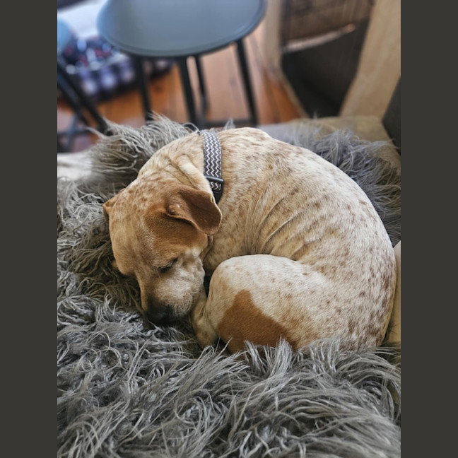 Photo of Biscuit / Oreo