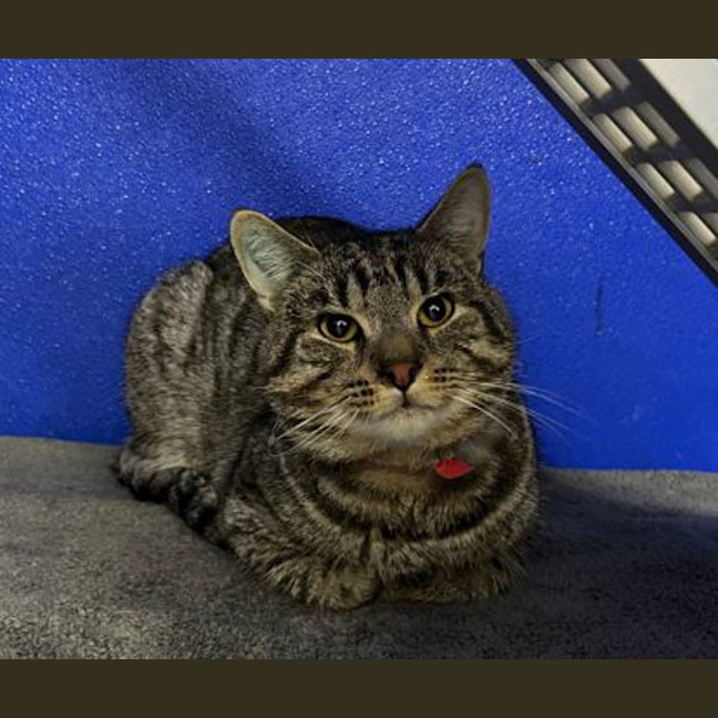 Photo of Rufus