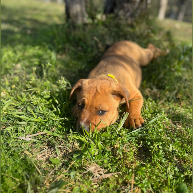 Photo of Freyja   12 Week Old Staffy X