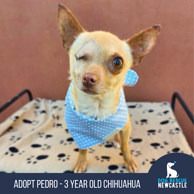 Photo of Pedro   3 Year Old Chihuahua