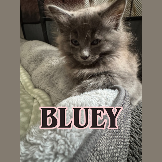 Photo of Bluey