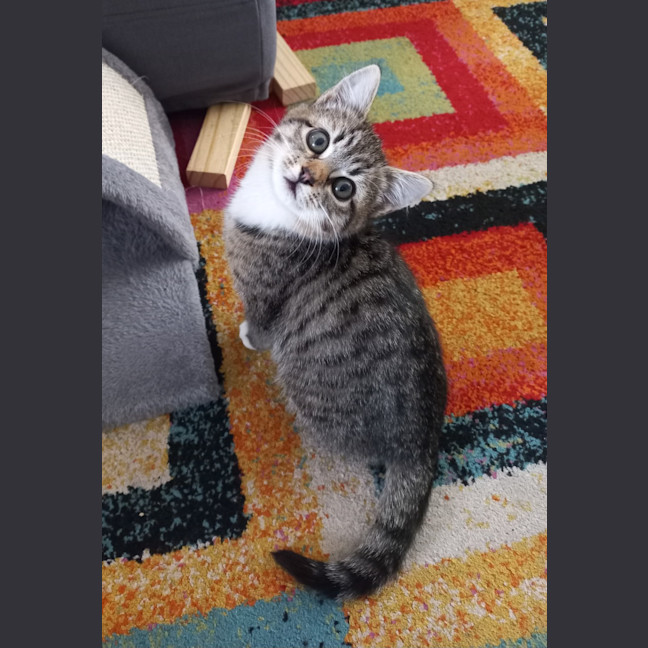 Photo of Zuma (With Flash)