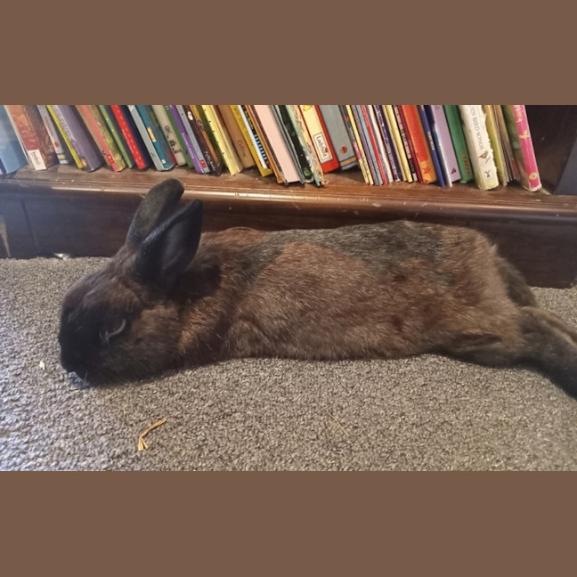 Photo of Midnight Jack