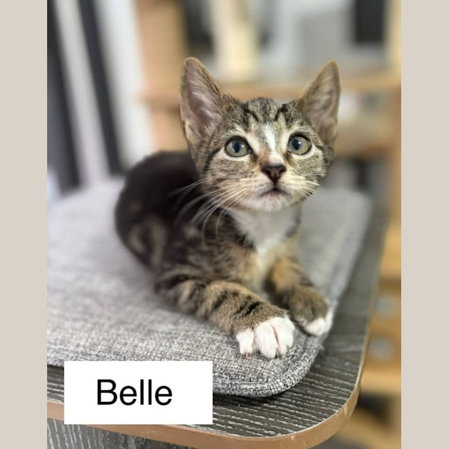 Photo of Belle