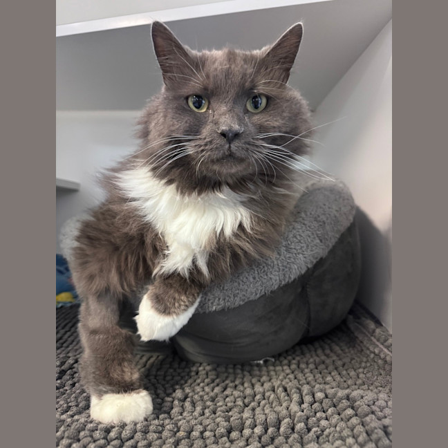 Photo of Lord Biscuit I I I