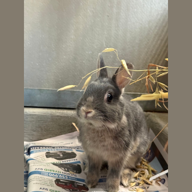 Photo of Stormy