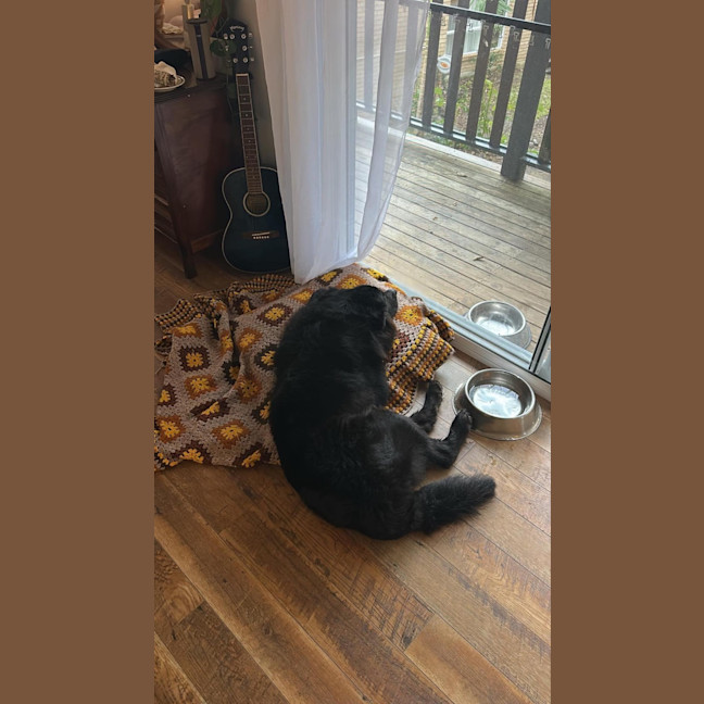 Photo of Bear