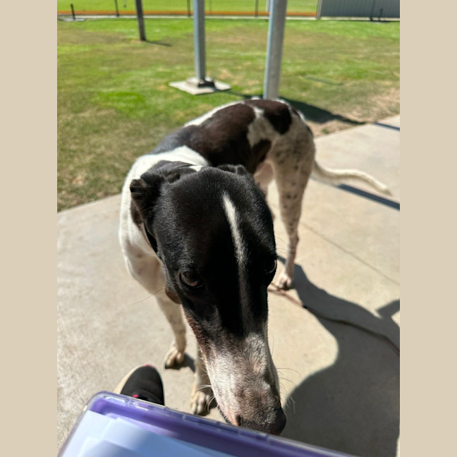 Photo of Marshmallow