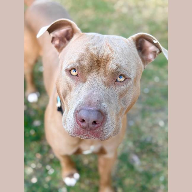 Photo of Harvey