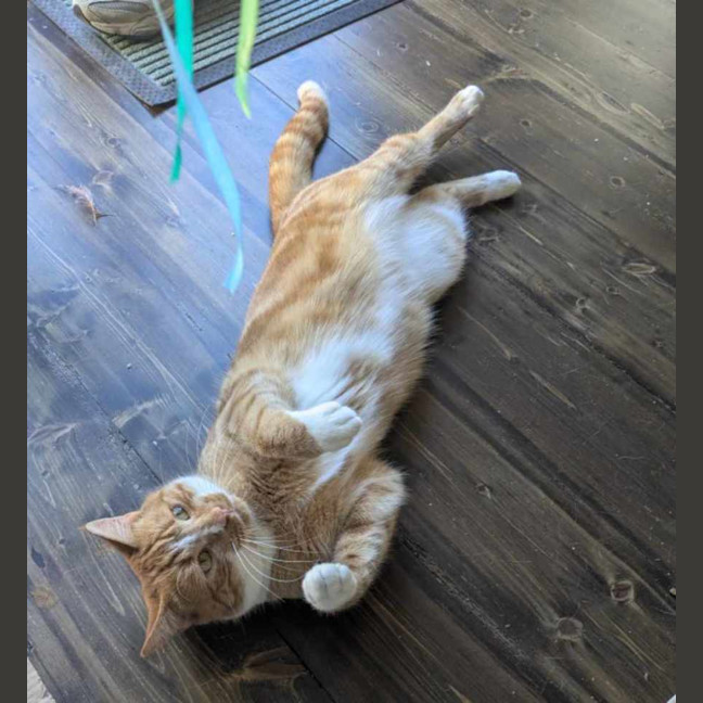 Photo of Tokyo & Miso 