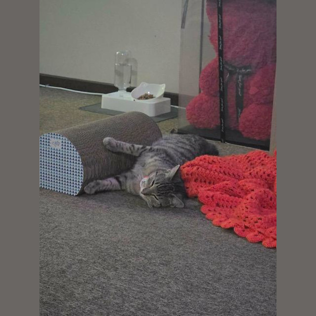 Photo of Maisie