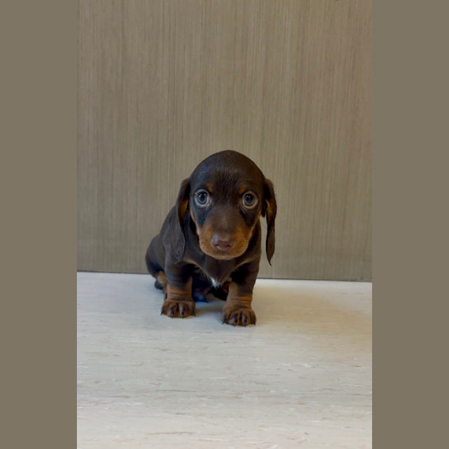 Photo of Arlo